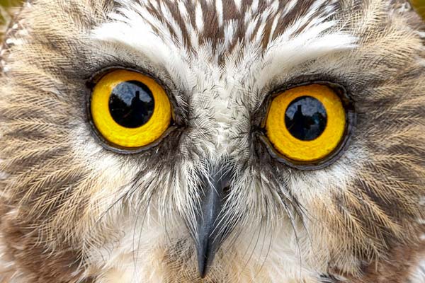 tawny-owl-wardens-tale-suffolk-birds-sizewell-holiday
